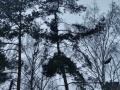 Kácení stromů - Na Stráni, Kludského, Krátká