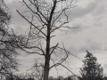 Kácení stromů - Na Stráni, Kludského, Krátká