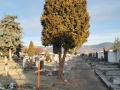 Prořezávky tújí hřbitov Jirkov I