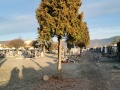 Prořezávky tújí hřbitov Jirkov I