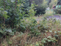 Vyřezávání náletů - Telčské údolí