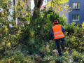 Kácení stromů a prořezávky II