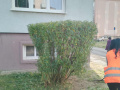 Úprava živých plotů - Ervěnice střed