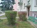 Úprava živých plotů - Ervěnice střed