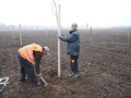 Listopad 2012 Výsadba hrušňového sadu