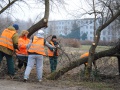 Prořezávka dřevin ve Školní ul. 3