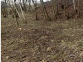 Únor 2016 - Prořezávka lesíku Mládežnická-Krušnohorská